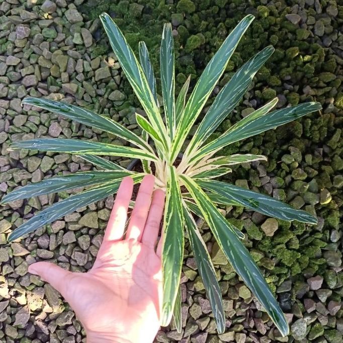 [Baru] Aglaonema Bamboo Bambu