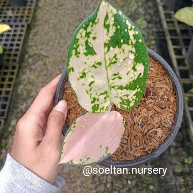 [New] Aglaonema Suksom White