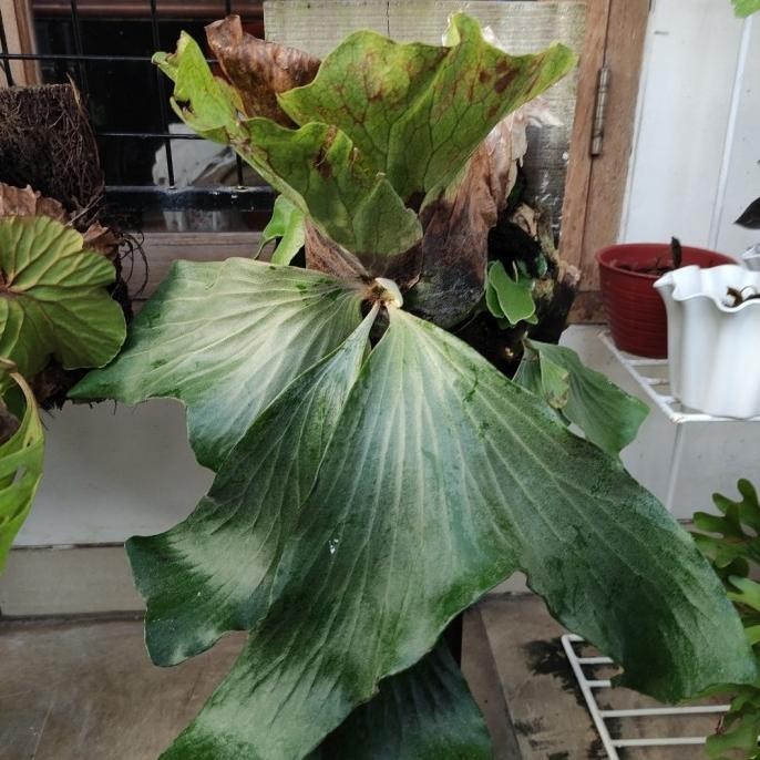 [Baru] Platycerium Neptune Baby