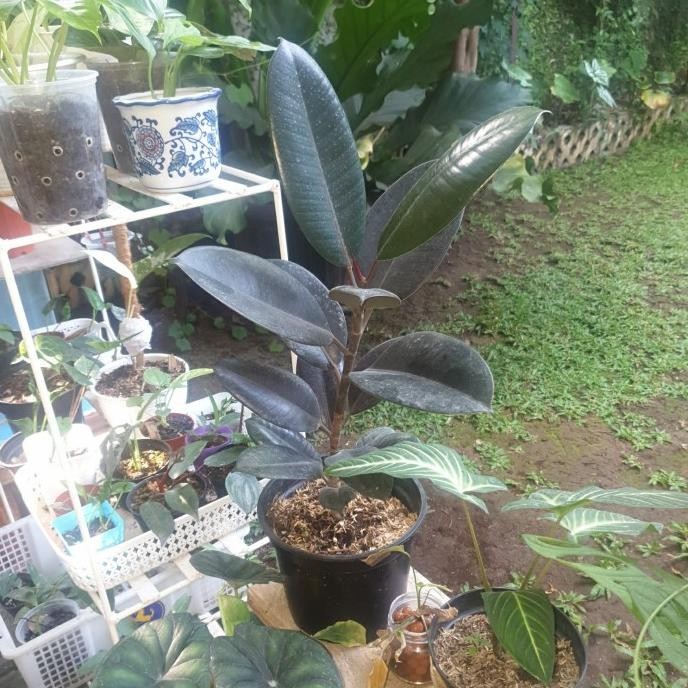 [Baru] Tanaman Ficus Burgundy Karet Kebo
