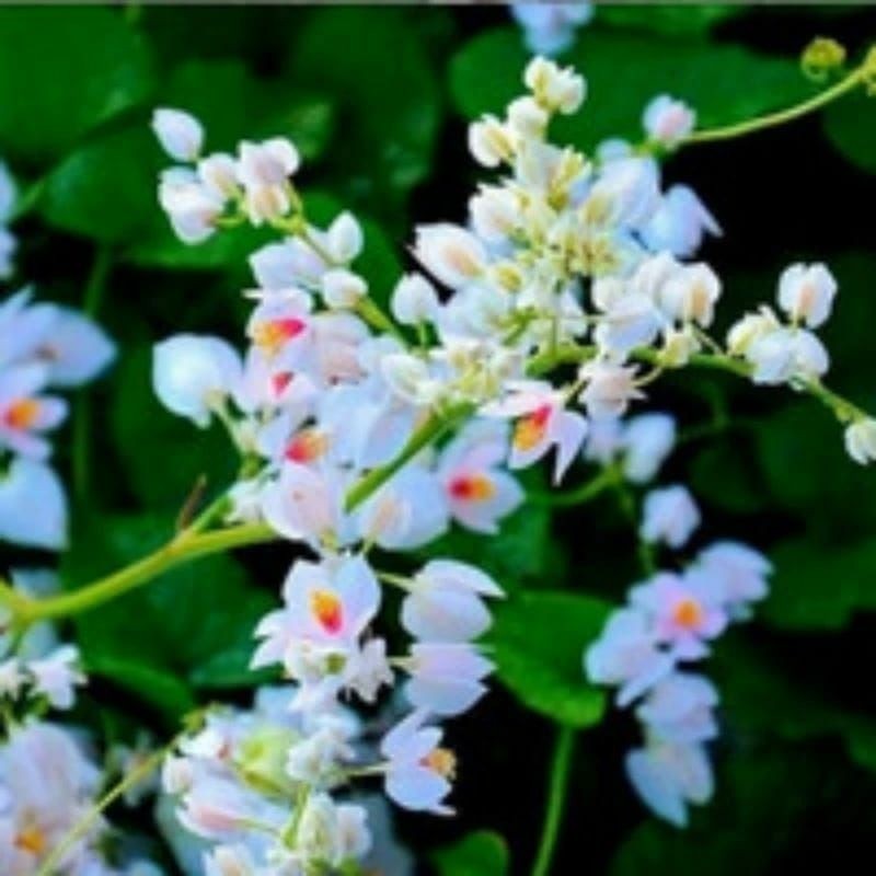 100 lebih biji bunga amp putih udah tua di pohon tinggal semai