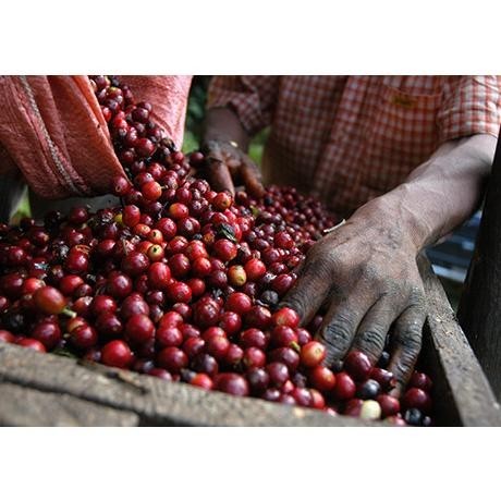 

Arabica Single Origin / Timor Leste 250Gr