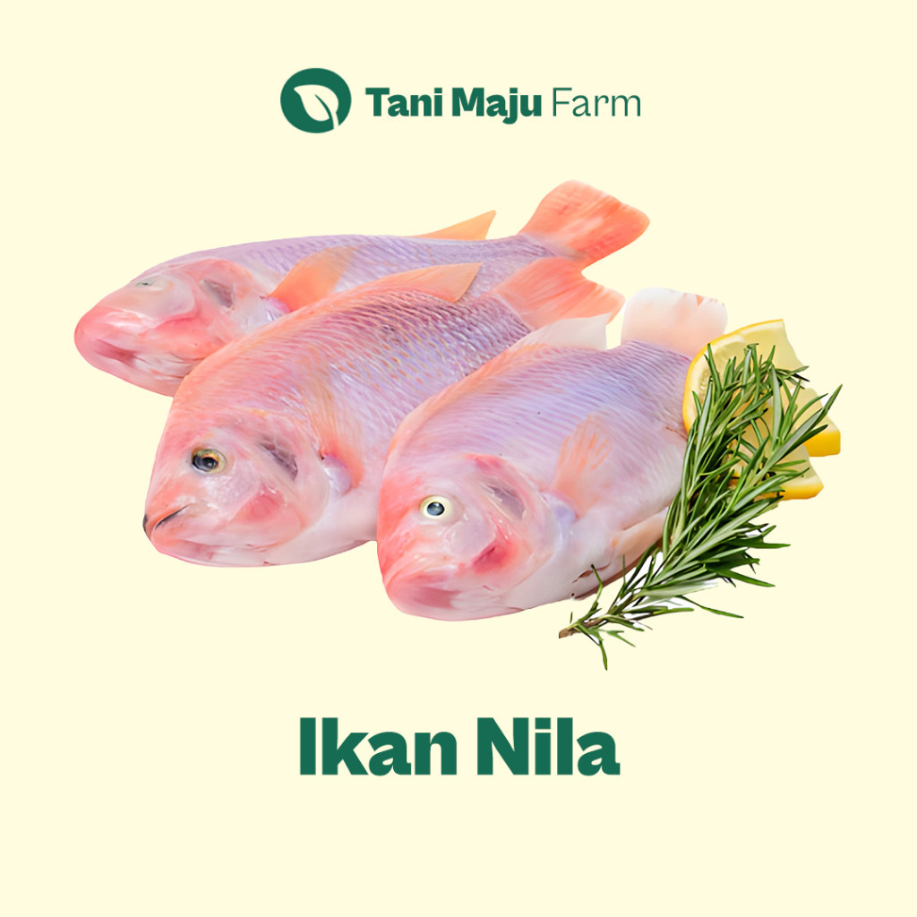 

TANI MAJU - Ikan Nila Fresh (400 gram) - Ikan Air Tawar