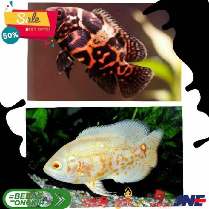 OSCAR - IKAN OSCAR TIGER BLACK / OSCAR PLATINUM PARIS ALBINO / IKAN HIAS OSCAR ALISUP