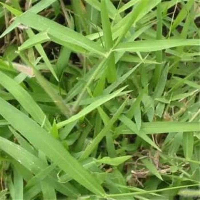 

SALE!! BENIH BIBIT BIJI RUMPUT PETERNAKAN 500G - RUMPUT LADANG PETERNAKAN