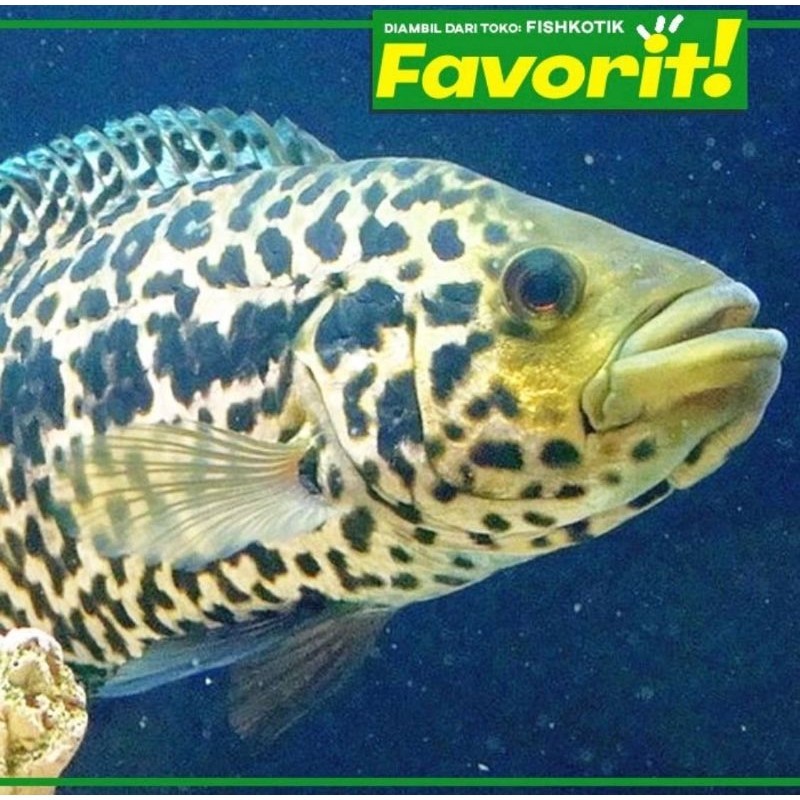 Jaguar Cichlid Managuense Ikan HIas Aquascape Hiasan Aquarium Tanaman