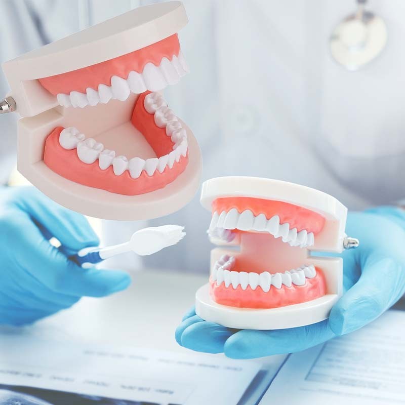 Model Gigi Edukasi Dental Study Model Phantom Gigi Lepasan Washable Alat Peraga Gigi