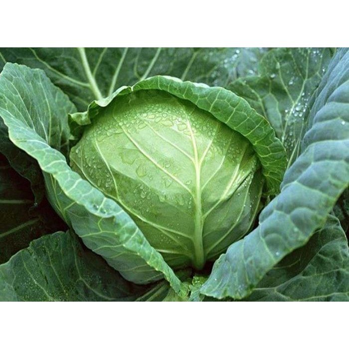 SALE 10 BENIH KOL KUBIS HIJAU F1 SEHATI DATARAN RENDAH BIBIT SAYURAN SERIBU