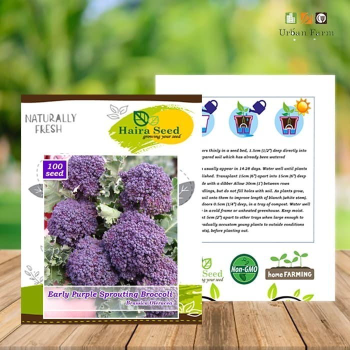 SALE BENIH BIBIT BROKOLI UNGU HAIRA