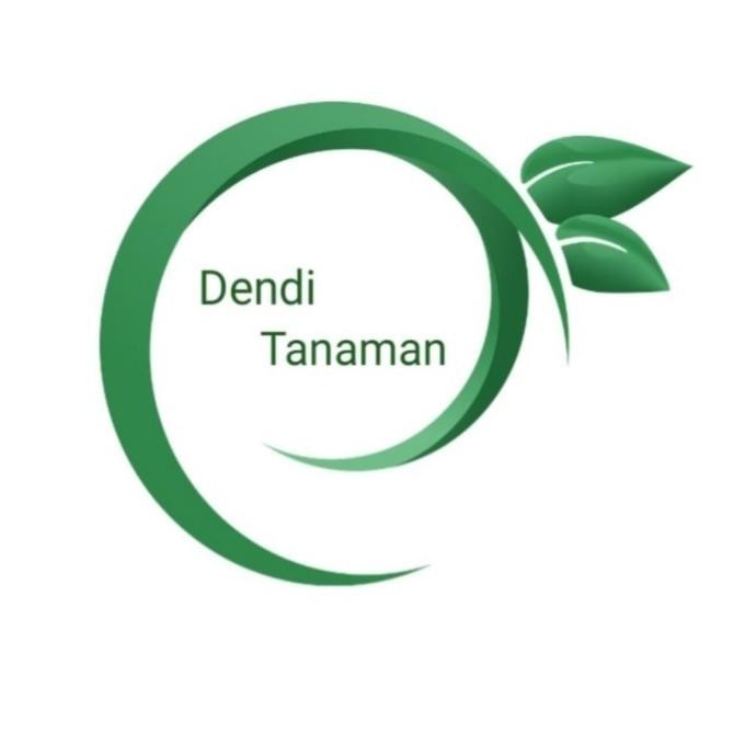 Bibit Pohon Pisang Kepok Super / Buah Pisang Kepok a TOS