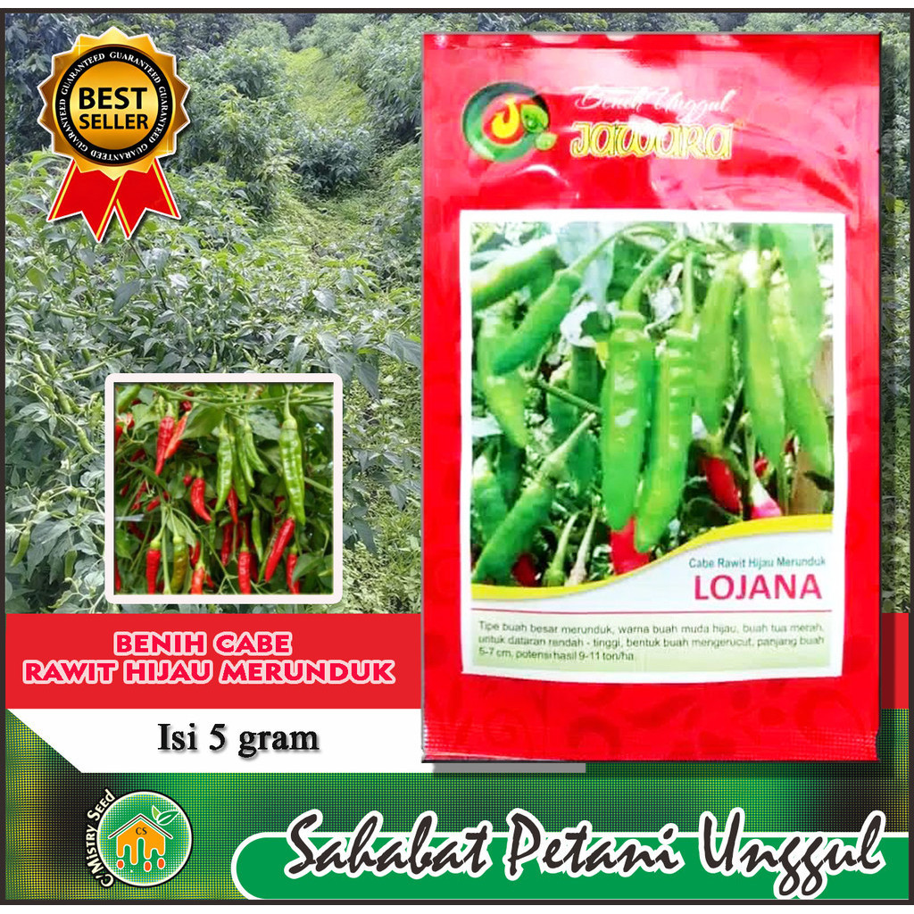 Benih Cabe Rawit Hijau LOJANA JAWARA 5gr – Buah Besar, Super Pedas, Cocok Pot & Lahan Dataran Rendah