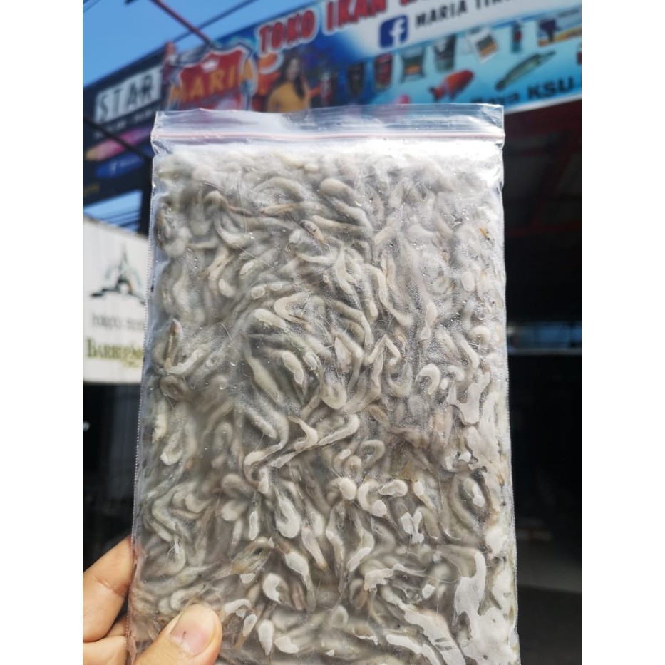 UDANG BEKU PAKAN IKAN PREDATOR