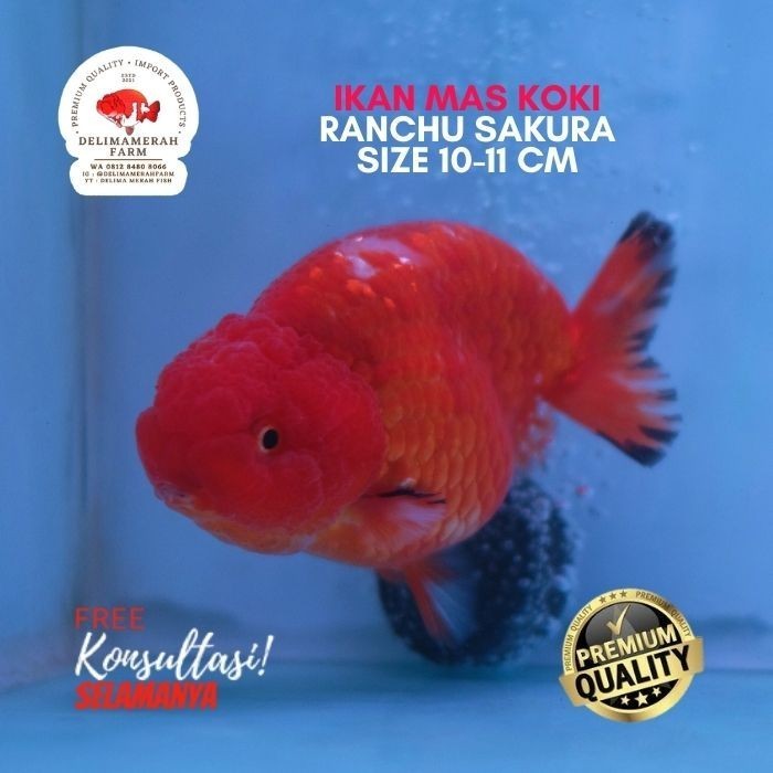 IKAN MAS KOKI RANCHU SAKURA SIZE 10 CM PILIHAN TERBAIK BERGARANSI