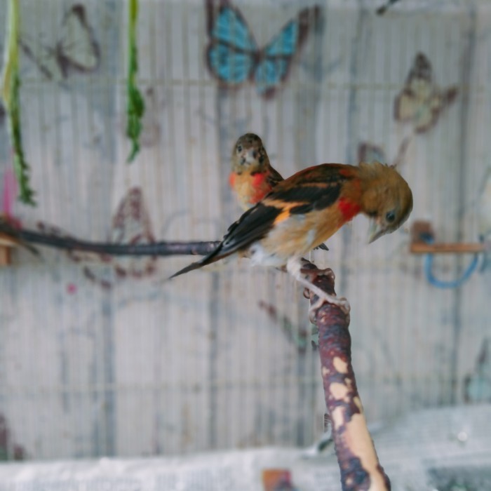 Burung Red Siskin Ori Klasik Jaminan Merah Alami Murni Genetik