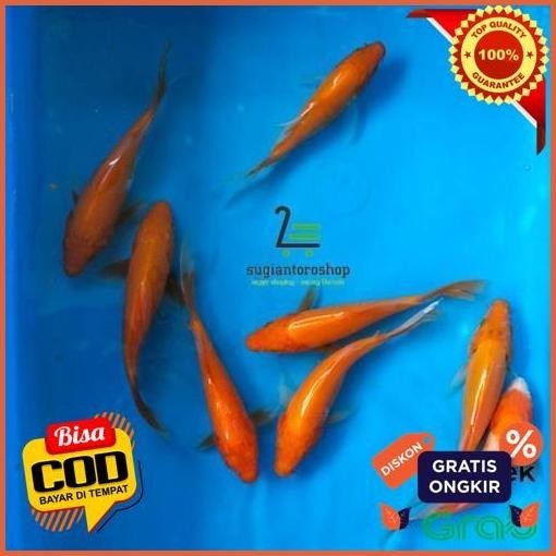 Cuci Gudang Bibit Ikan Mas Koi Merah / Benigoi 12-15 Cm Stock Terbatas