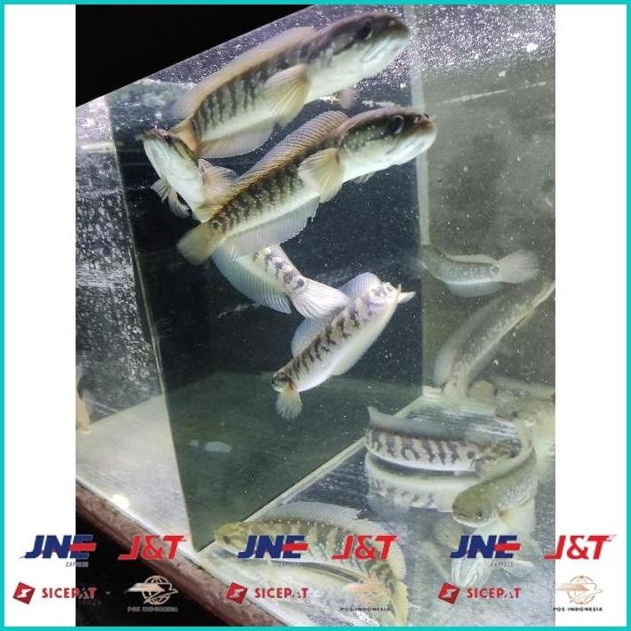 BISMILLAH ASIATICA RSWS SIZE 20-25CM COCOK UNTUK DISPLAY DAN PAIR BONUS STIKER ALISUP