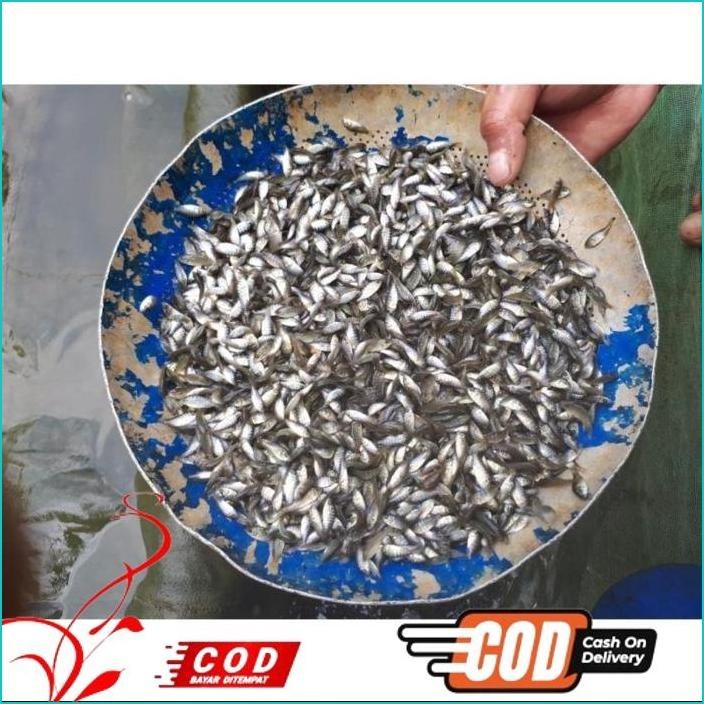 

BISMILLAH IKAN NILA HITAM NIRWANA UKURAN 2-3 CM / PAKET / 200 EKOR ALISUP