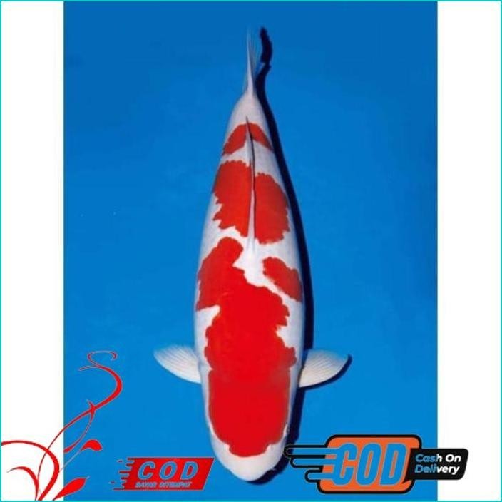 

BISMILLAH KOI KOHAKU SIZE 20-25CM ALISUP