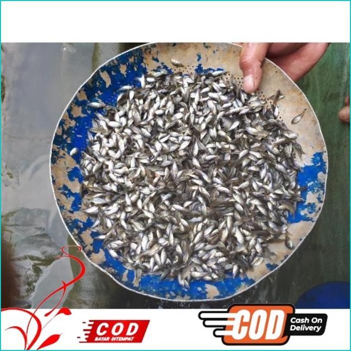 

BISMILLAH IKAN NILA HITAM NIRWANA UKURAN 2-3 CM / PAKET / 200 EKOR ALISUP
