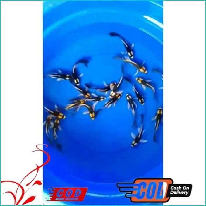 

BISMILLAH PAKET 5 EKOR KOI KABUTO SLAYER ALISUP