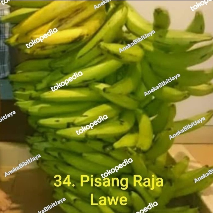 Ready bibit buah pisang raja Lawe ungul