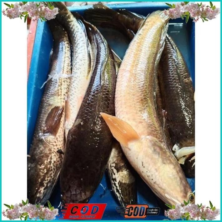 

BISMILLAH IKAN GABUS/KUTUK HIDUP( READY SETIAP HARI ) BISA COD ALISUP