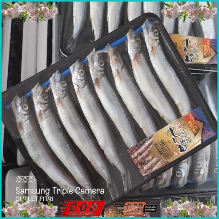 

BISMILLAH IKAN SHISAMO FULL TELUR (FEMALE) - IKAN CIPUNG - IKAN CAPELIN ALISUP