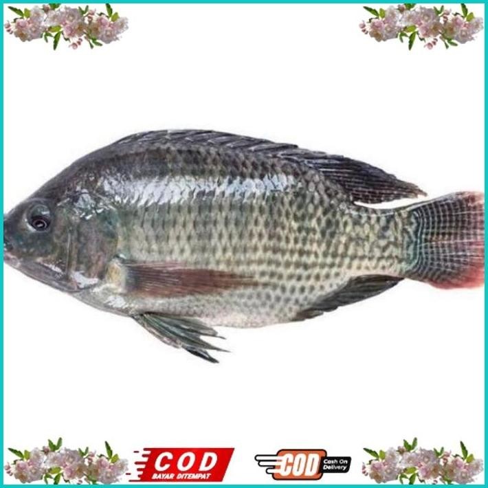 

BISMILLAH IKAN NILA FRESH PER 1KG ALISUP