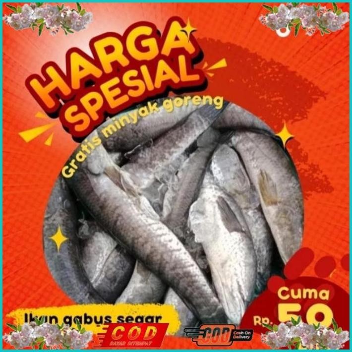 

BISMILLAH IKAN GABUS SEGAR 1KG (BUKAN FROZEN) FREE DIBERSIHKAN GRATIS MINYAK GORENG 1LITER ALISUP