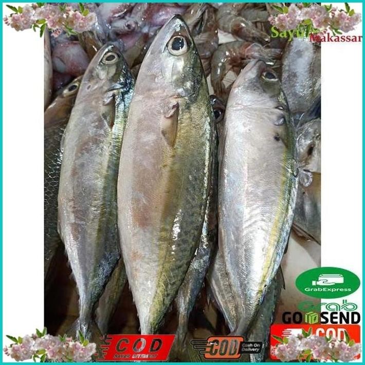 

BISMILLAH IKAN KEMBUNG / KATOMBO SEGAR 1 PACK SUDAH DIBERSIHKAN FRESH FISH MAKASSAR ALISUP