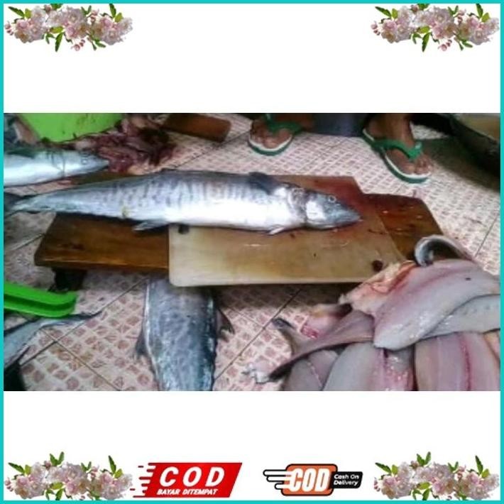

BISMILLAH IKAN TENGGIRI GILING FRESH DAN SEGAR/IKAN TENGGIRI MURNI/AGEN IKAN GILING BEKASI. ALISUP