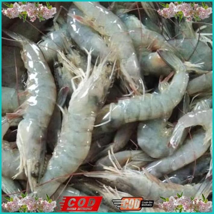 

BISMILLAH UDANG VANAME SEDANG SEGAR ALISUP