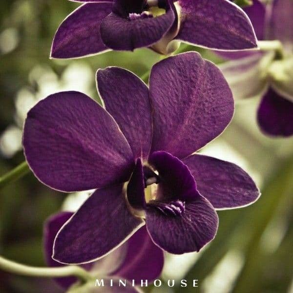 BENIH BIBIT BIJI ANGGREK /ANGGREK BULAN CODE 110