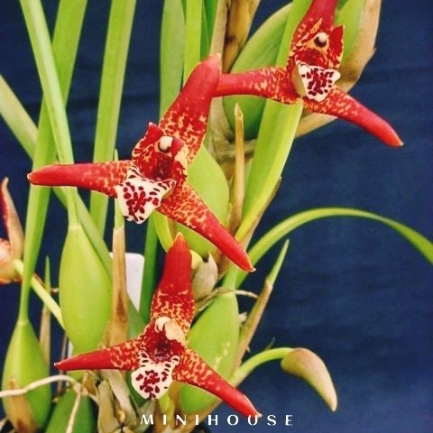 BENIH BIBIT BIJI ANGGREK / BUNGA ANGGREK IMPORT