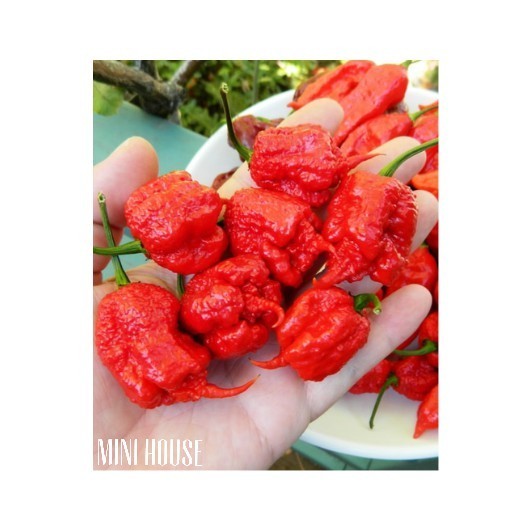 BIJI BIBIT BENIH CABAI CAROLINA REAPER
