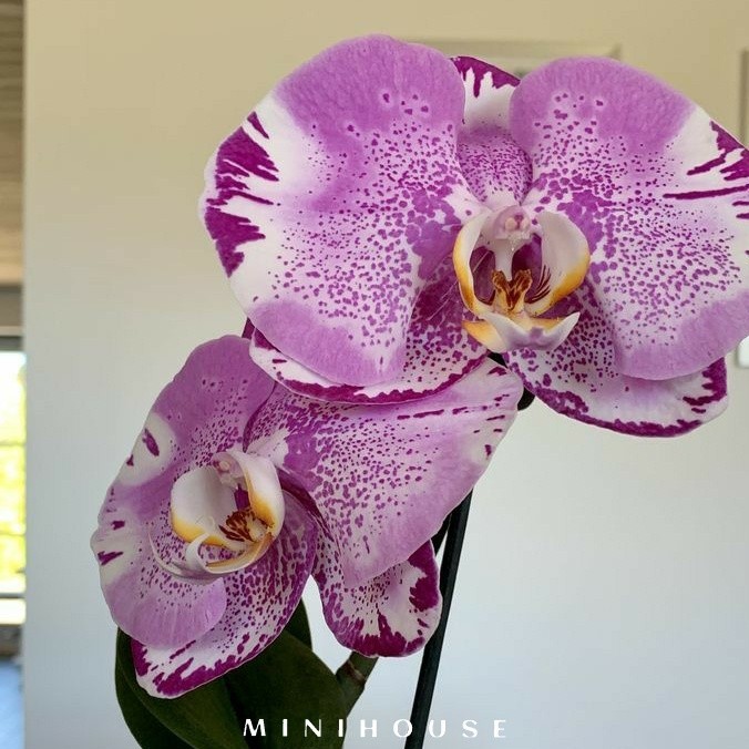 BENIH BIBIT BIJI ANGGREK / BUNGA ANGGREK IMPORT