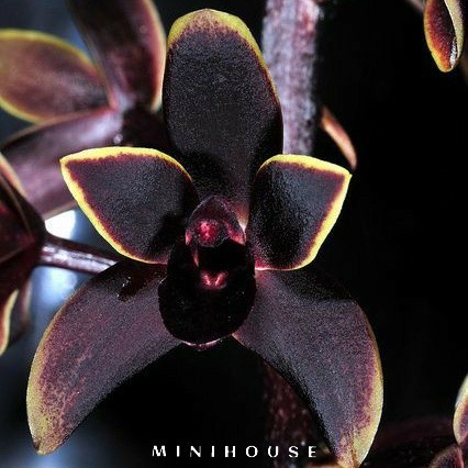 BENIH BIBIT BIJI ANGGREK / BUNGA ANGGREK IMPORT