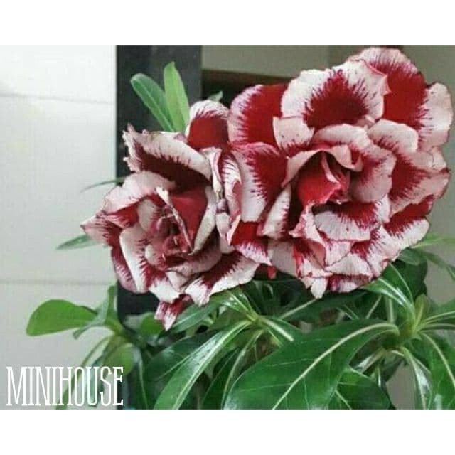 BIBIT BIJI BENIH KAMBOJA ADENIUM BATIK