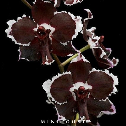 BENIH BIBIT BIJI ANGGREK / BUNGA ANGGREK IMPORT