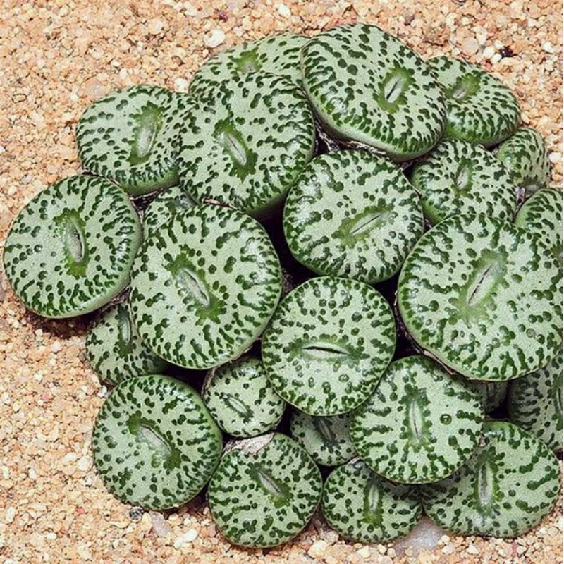 biji lithops benih -+10 Seed