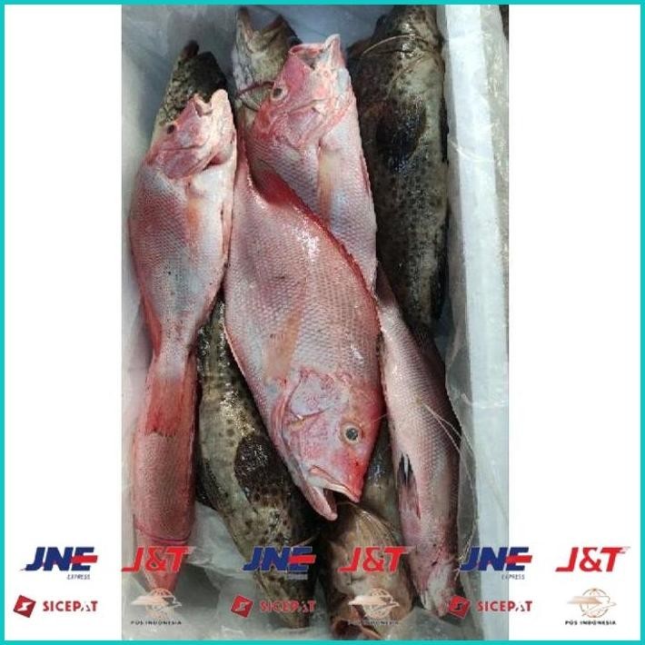 

BISMILLAH IKAN KERAPU SUPER/IKAN KERAPU BESAR SEGAR / IKAN LAUT SEGAR 1 KG ALISUP