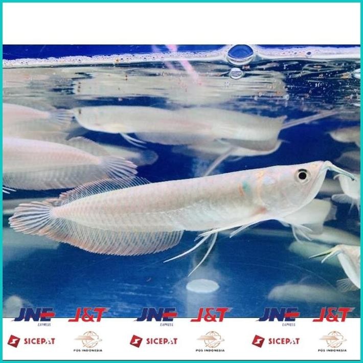 BISMILLAH HIASAN AQUARIUM ARWANA SILVER RED/ARWANA SILVER SERAT MERAH UKURAN 15-16CM MULUS FULL GARA