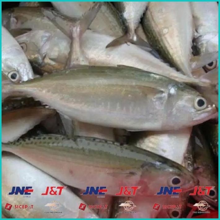 

BISMILLAH IKAN KEMBUNG SEGAR KILOAN ALISUP