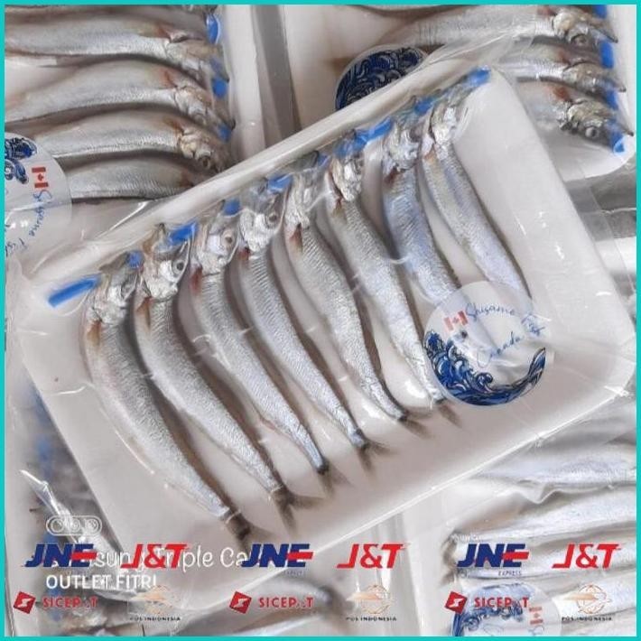 

BISMILLAH IKAN SHISAMO FULL TELUR (FEMALE) - IKAN CIPUNG - IKAN CAPELIN ALISUP