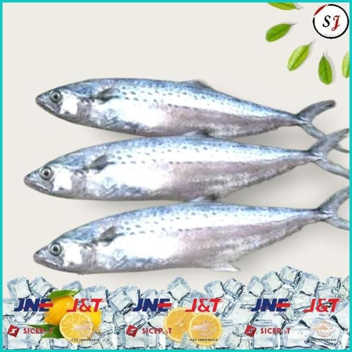 

BISMILLAH DAGING IKAN TENGGIRI GILING SUPER 100% SEJIWA - 1KG ALISUP