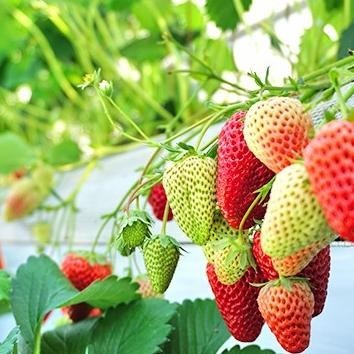 bibit strawberry import - tanaman strowbery import Aww