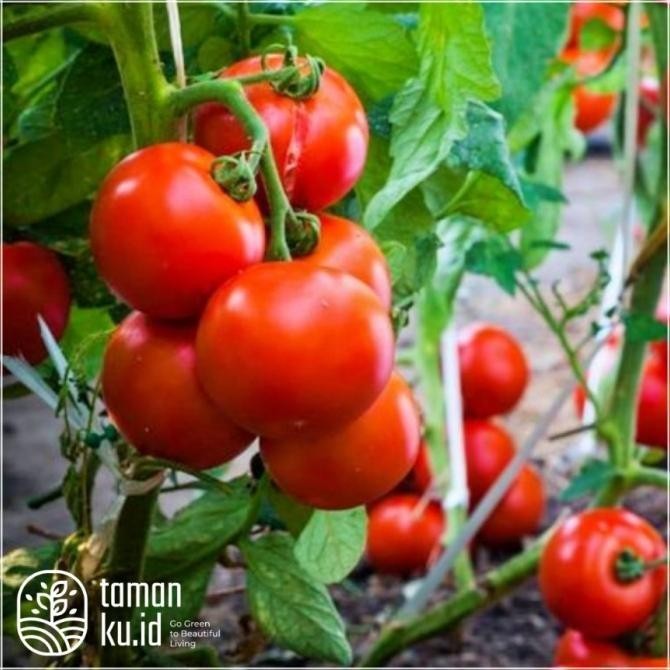 Bibit tomat tanaman buah tomat hidup siap tanam AX