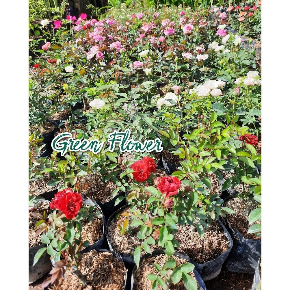 XCT-2328 Paket Mawar Rambat Isi 6 Pohon - Climbing Rose Premium