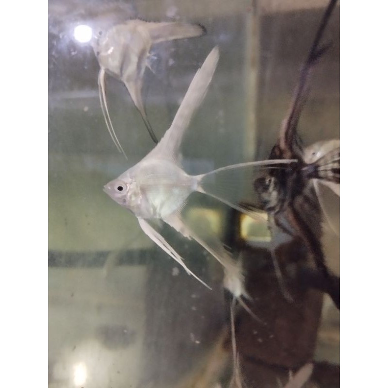 Aksesoris Aquarium (Manfish Platinum Slayer)