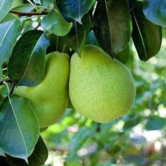 bibit tanaman buah pir hijau Auu
